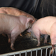 Illustration for article titled Are These "Double-Muscled" Pigs the Future of Meat?